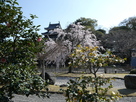 丑寅櫓と桜