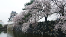 東側水堀の桜