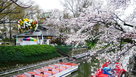 松川と桜