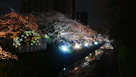 ライトアップされた松川沿いの桜…