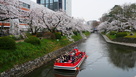 松川と花見遊覧船…