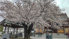 大林寺境内、満開の桜。…