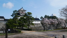 大手からの模擬天守と桜…