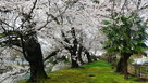 東側土塁と桜