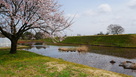 右郭の桜と本丸土塁…