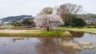 右郭の桜