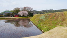 本丸土橋からの桜…