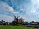 桜が咲く井川城…
