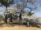 天守閣跡と満開の桜