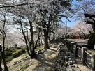 春の矢田城跡と桜