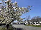 春の長島城跡(長島中学校)と桜…