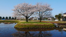 右郭の桜