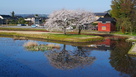 本丸土塁からの右郭の桜…