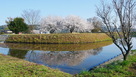 二の丸土塁と桜…