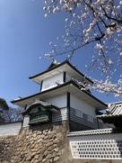 石川門二重櫓と桜…