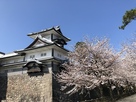 菱櫓と桜
