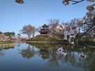 桜と三重櫓
