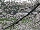桜と半蔵門