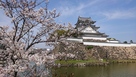 桜と城