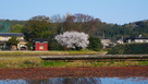 本丸木橋と桜