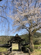 唐門と桜