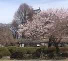 高島城天守と桜…