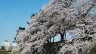 西側水堀の桜
