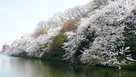池の端豪の桜