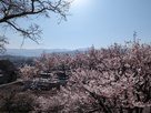本丸の桜とノコギリ岳、甲斐駒…
