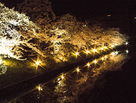 水堀を彩る夜桜　光の回廊…