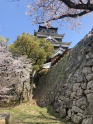 天守と桜と石垣…