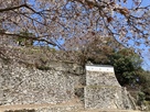 桜と備中松山城…