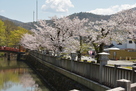 桜の躑躅ヶ崎館の水堀…