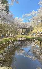 桜雲橋の堀と池に映るリフレイン…