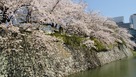 堀と満開の桜