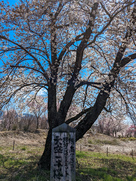 北熊井城の天空一本桜…