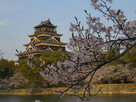 桜満開、夕刻の広島城…