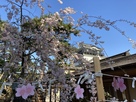 龍城神社から桜と天守の眺め