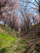 北熊井城　桜が満開の空堀…