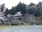 桜と熊川城跡