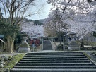 松木神社の桜風景