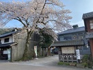 若狭鯖街道熊川宿資料館宿場館と一本桜