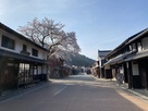 熊川宿の桜風景