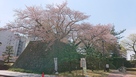 福井城と桜