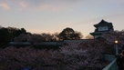 金沢城と桜 2