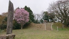 七尾城と桜