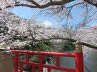 鹿野城跡のお堀の桜