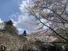 天守の石垣と桜…