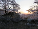 桜と石垣に射す夕陽…