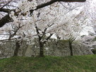 本丸石垣前で咲き乱れる桜…